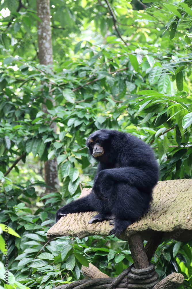 Obraz premium Siamang 3