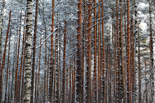 Pine winter forest in Russia
