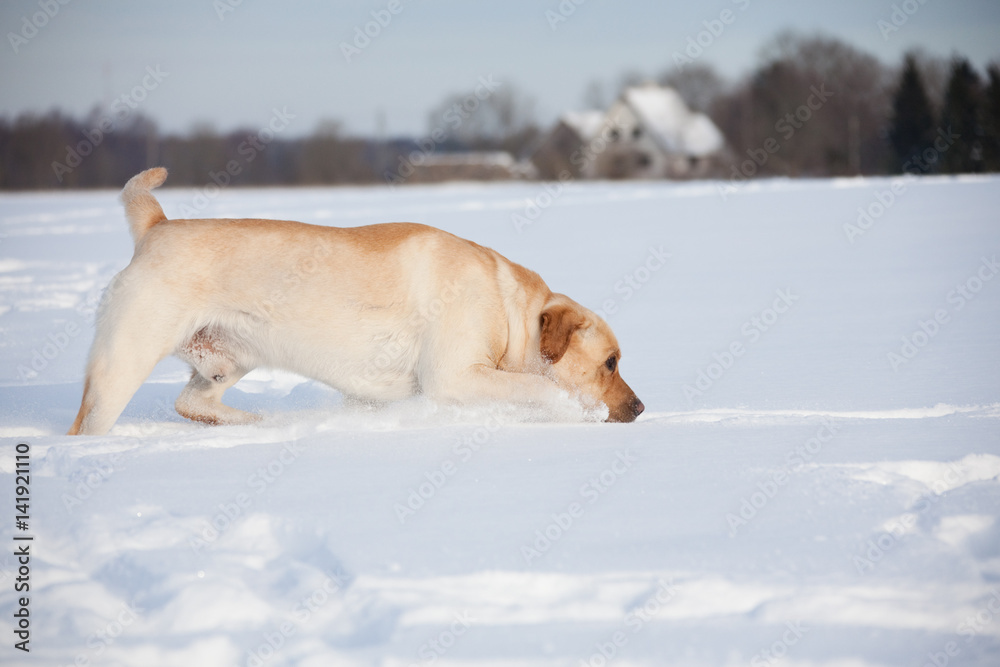 Labrador Retrievers playing on white snow