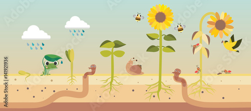 From seed to seed plant growth proccess