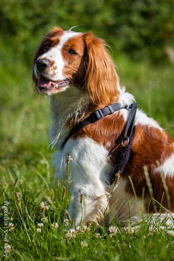 Welsh Springer Spaniel sits on the grass wearing a harness
