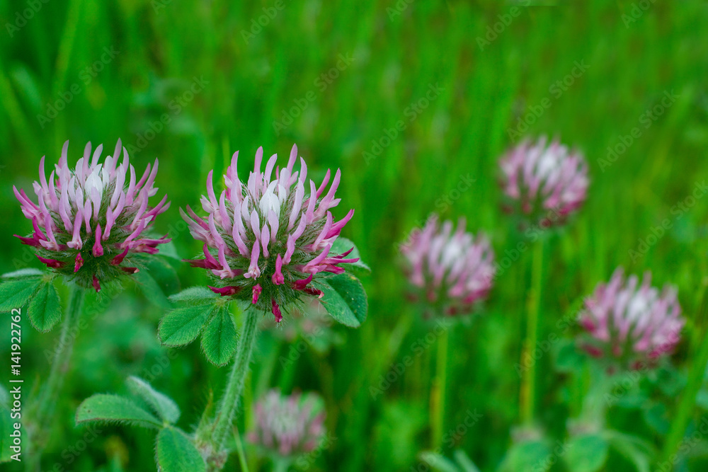 White-topped clover, Trifolium variegatum, in nature in California White-topped clover, Trifolium variegatum, in nature in California