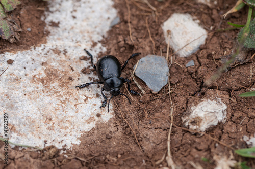 Bloody-nosed beetle (Timarcha tenebricosa) on the ground. photo