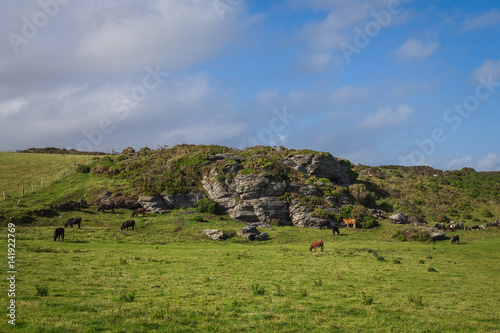 Cows graze on a green meadow on The South West Coast Path near Hope Cove, Bolberry and Cop Soar, Devon, England, UK