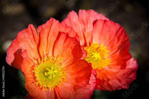 red poppy at the botanical garden, Soft selective focus and shallow depth of field