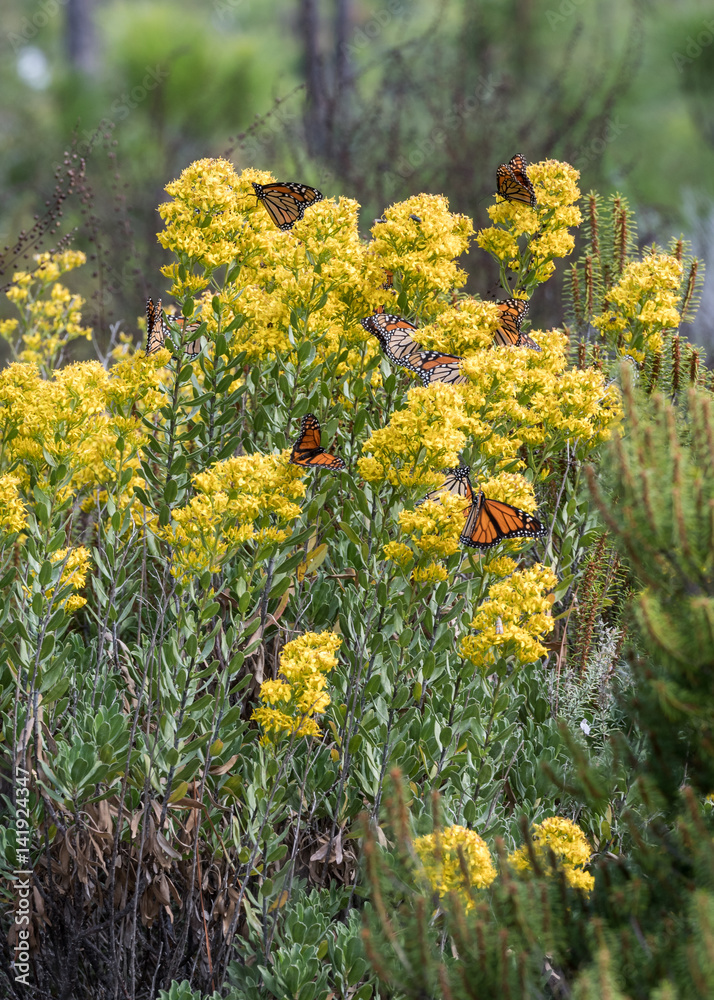 Fototapeta premium Monarch Butterflies Hover Around Goldenrod