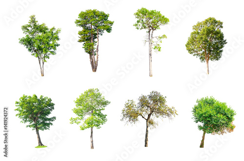 Isolated Trees on white background   The collection of trees.