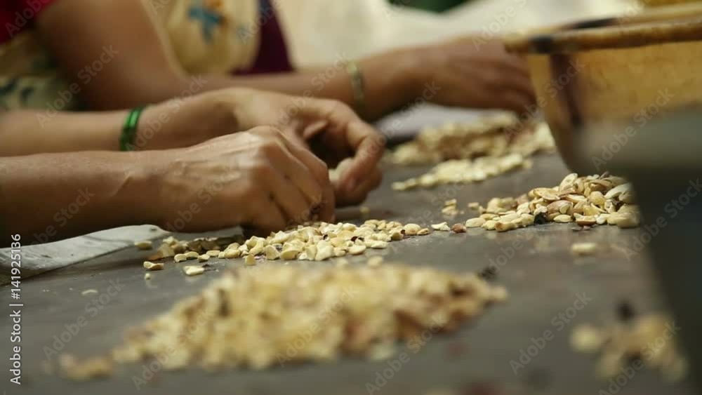Women picking and sorting cashew nuts with their hands. Women picking and sorting cashew nuts with their hands.