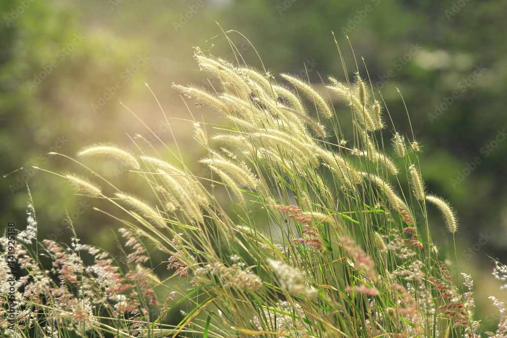 Beautiful grass on a hill in summer. Beautiful grass on a hill in summer.