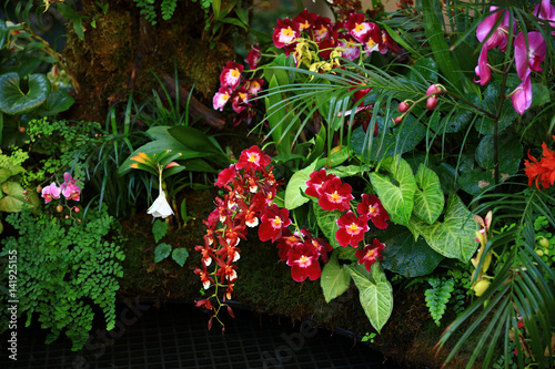 red flowers