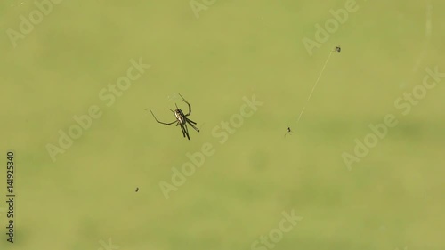 large and small spiders on a web