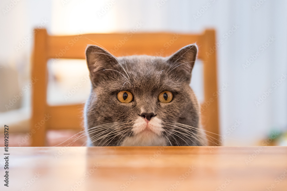 The British cat, shot in an indoor The British cat, shot in an indoor