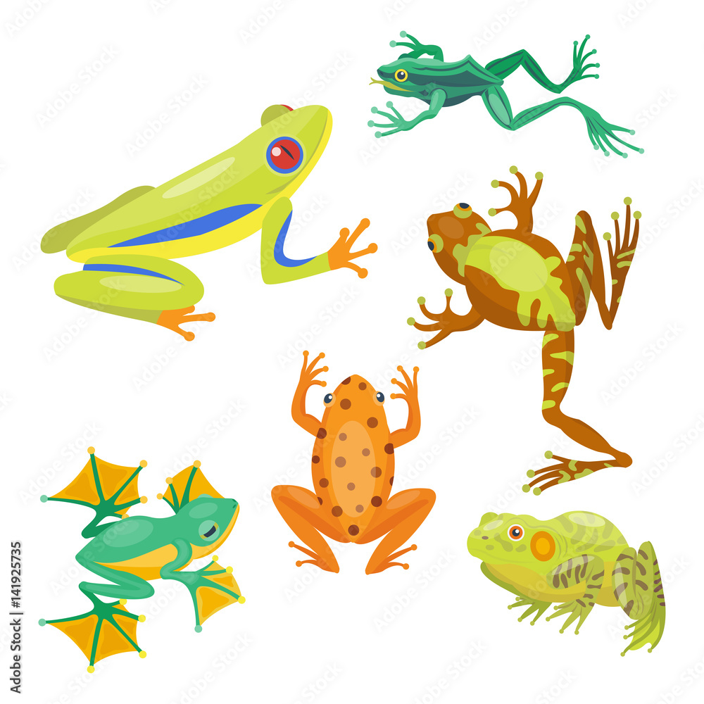 Fototapeta premium Frog cartoon tropical animal cartoon nature icon funny and isolated mascot character wild funny forest toad amphibian vector illustration.