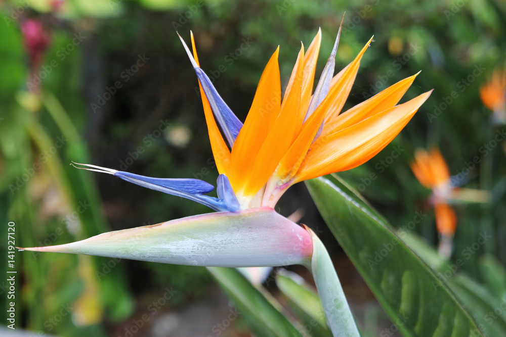 Obraz premium Travel to Chiangmai, Thailand. The flower of the orange and blue strelitzia on the branch in a garden