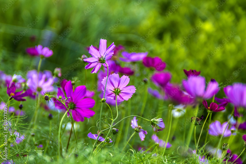 Japanese Flowers Japanese Flowers