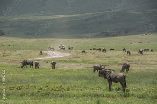 Wildebeest Herd in the African Savannah © praxio