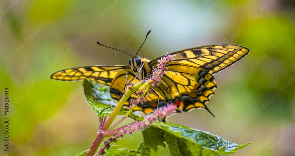 Obraz premium Yellow Butterfly