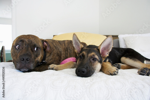 Photography Older Dog Whale Eyeing Puppy