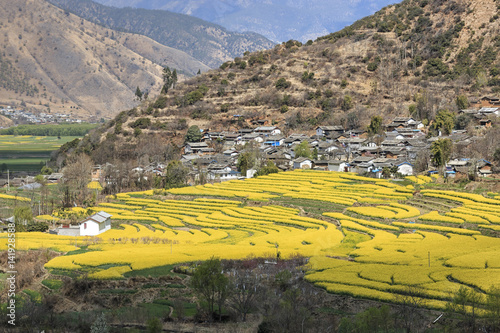 Aerial view of rapeseed flowers around ShiGu village near Lijiang . ShiGu is in Yunnan, China, and was part of the South Silk Road or ChaMa GuDao photo