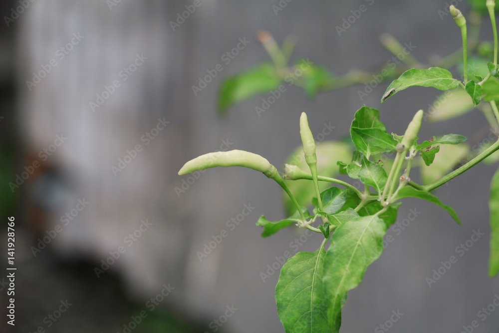 chili peppers fresh on the tree in garden chili peppers fresh on the tree in garden