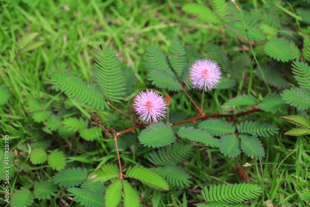mimosa pudica flower of shy plant mimosa pudica flower of shy plant