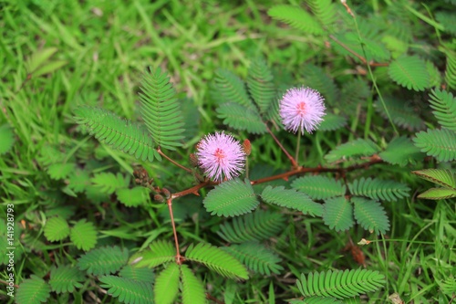 mimosa pudica flower of shy plant