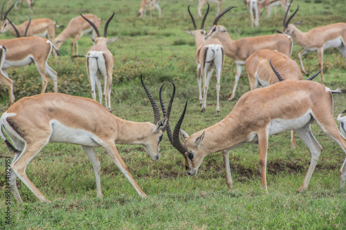 Male Thomson's Gazelles fighting in the African Savannah