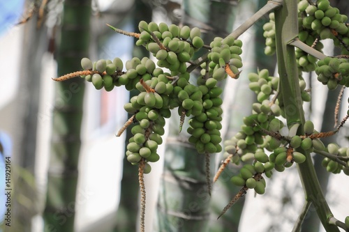 Raja Lipstick Palm (Sealing wax , Lipstick , Raja , Maharajah ) ornamental plant in garden. select focus with shallow depth of field. photo