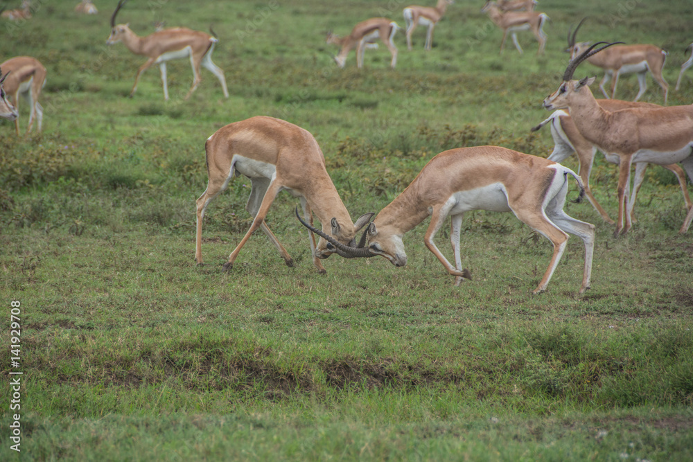 Male Thomson's Gazelles Fighting in the African Savannah Male Thomson's Gazelles Fighting in the African Savannah