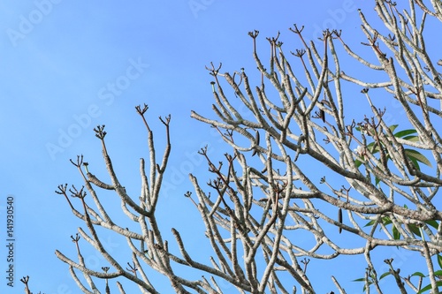 branch of plumeria flower tree beautiful in the forest on sky background