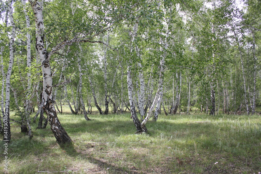 Obraz premium Green birch forest in a sunny day 20310