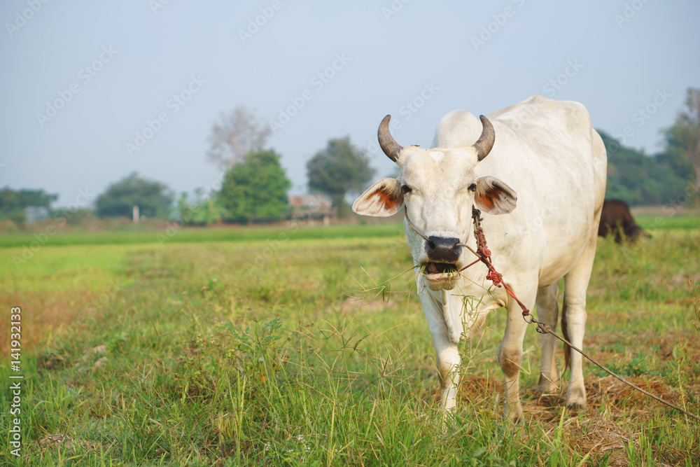Common Asian cow in the field