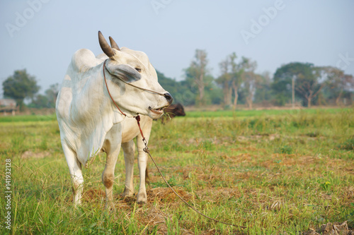 Common Asian cow in the field