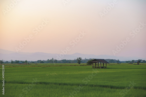 Sunset at rice field at Asian country