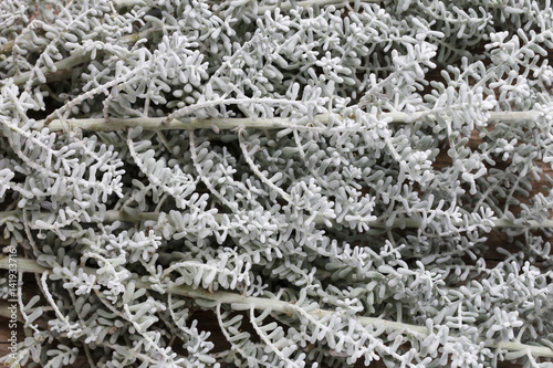 Kochia scoparia plant