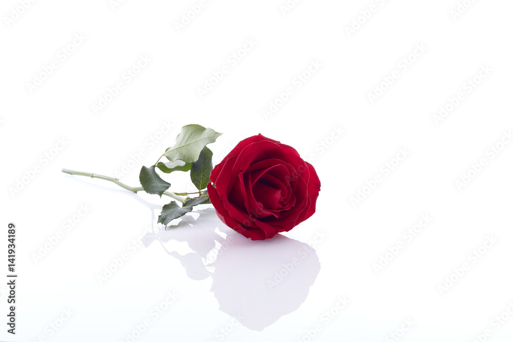 Fototapeta premium A red rose bloom by gift