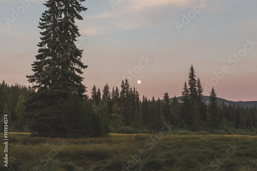 Fotografie Full Moon in Beautiful Forest