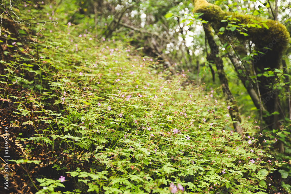 Blooming Plants on the Ground of a Lush Forest