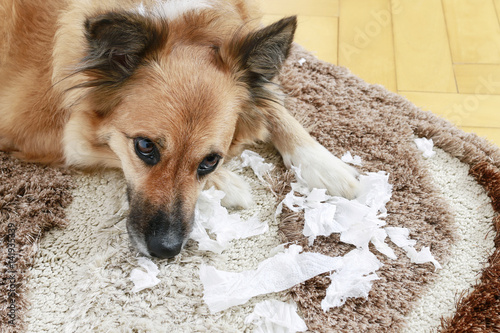 Photos Dog lying on the carpet with torn papers