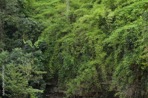 Green forest with cliff