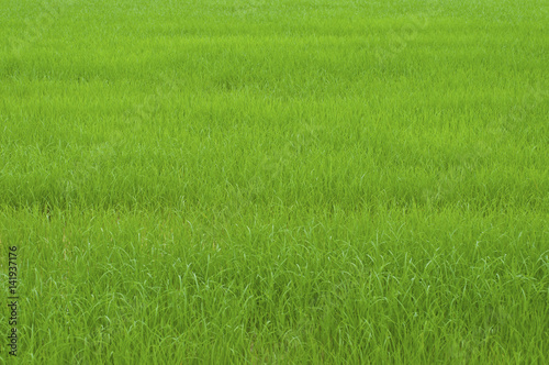 Green Grass rice field