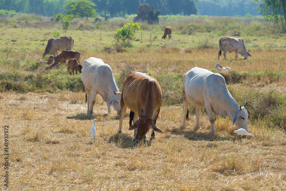 A small herd of cows grazing on the field. The surroundings of Sukhothai, Thailand A small herd of cows grazing on the field. The surroundings of Sukhothai, Thailand