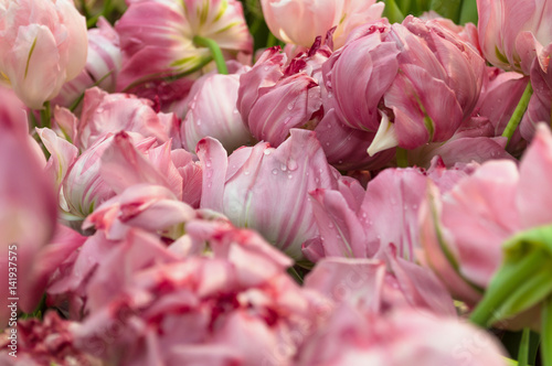 Fototapeta Naklejka Na Ścianę i Meble -  pink tulips in bloom with water drops spring background