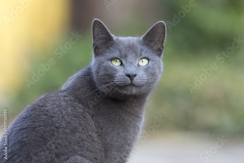 russian blue cat, exterior photo