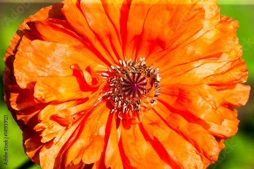 Gerbera Flower