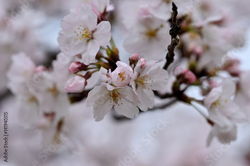 さくら, 春, 満開, ピンク, 花びら, ソメイヨシノ, クローズアップ © 博文 吉永