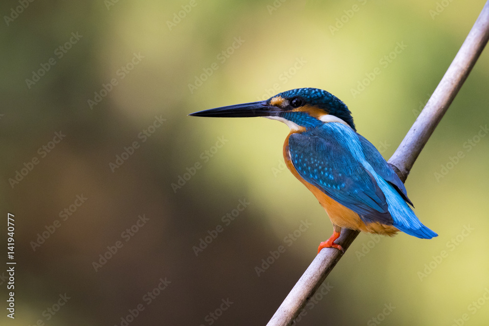 Image of bird Common Kingfisher (Alcedo atthis) perched on a branch on nature background. Image of bird Common Kingfisher (Alcedo atthis) perched on a branch on nature background.