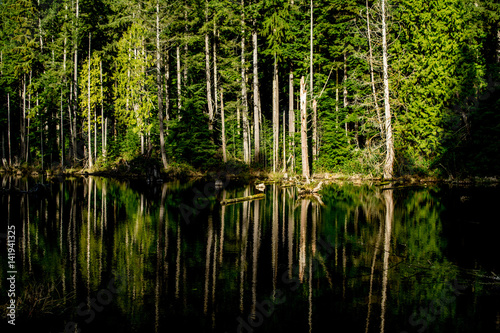 Trees and Soundwave Reflections II