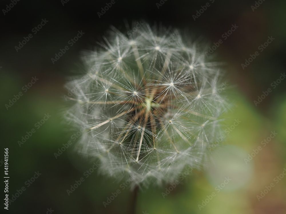 Obraz premium 羽を広げるタンポポの種