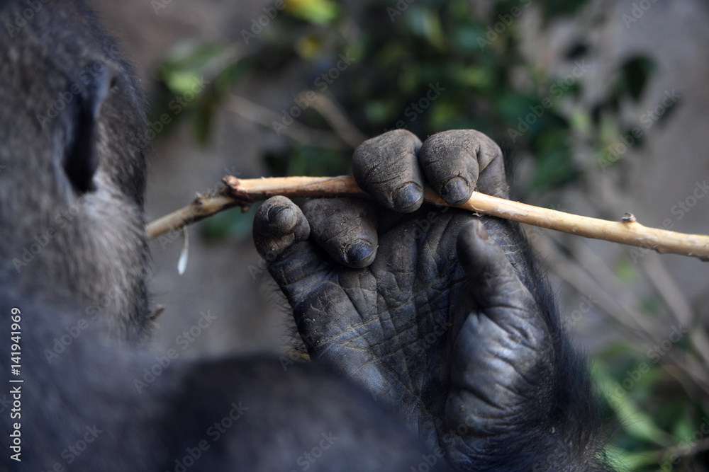 Fototapeta premium Big gorilla at the zoo 